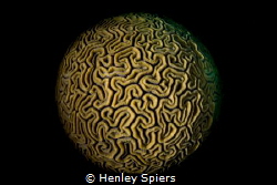 Coral Close-Up by Henley Spiers 